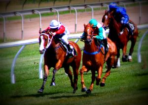 Congratulations on purchasing a yearling