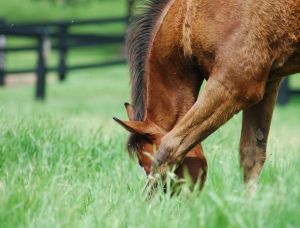 Weanling Agistment 