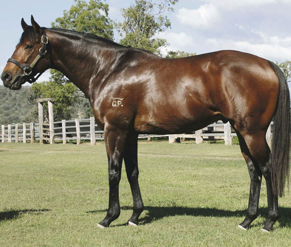 Cause For Concern: An Australian Thoroughbred with a Promising Pedigree