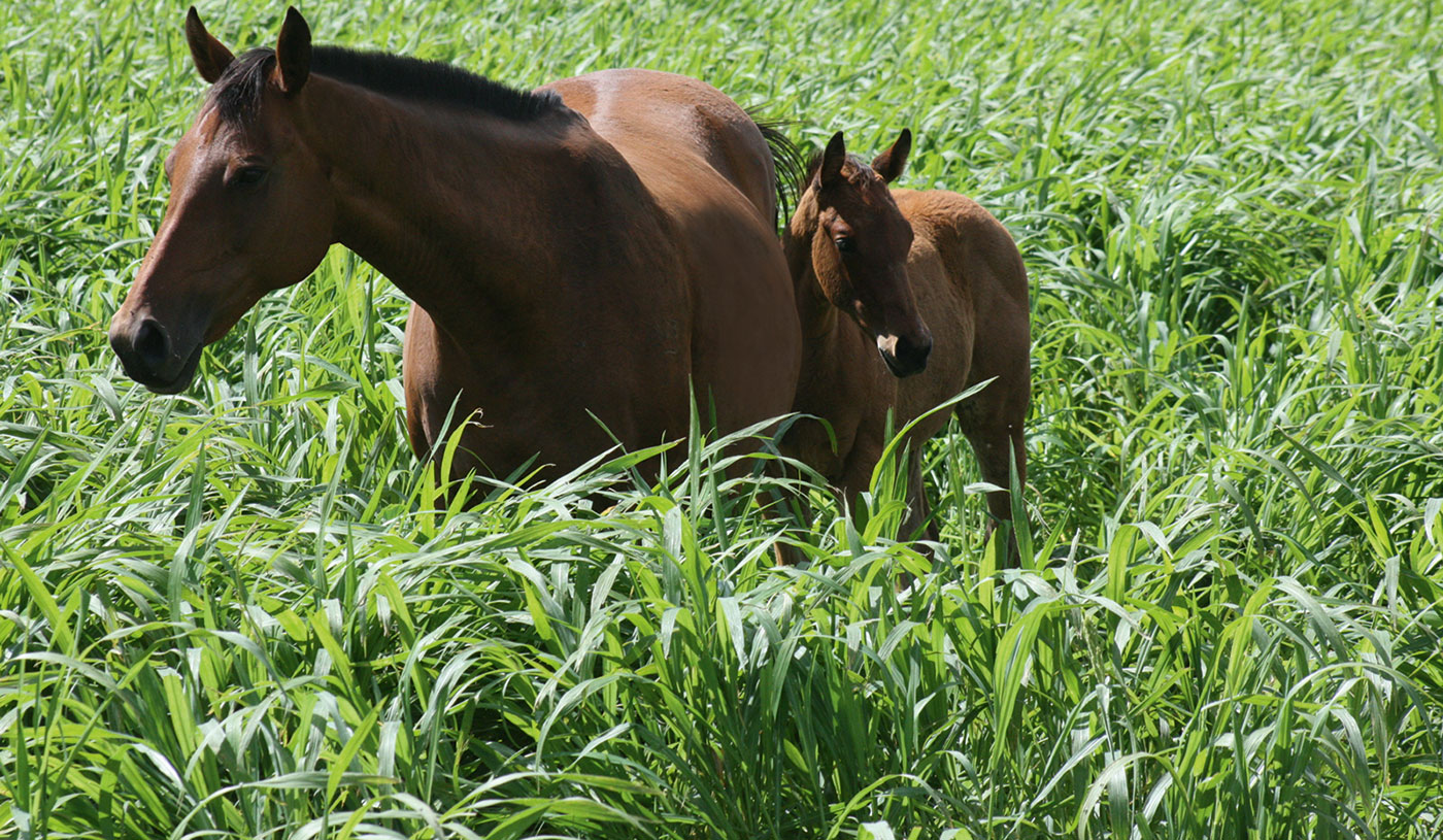 mare and foal