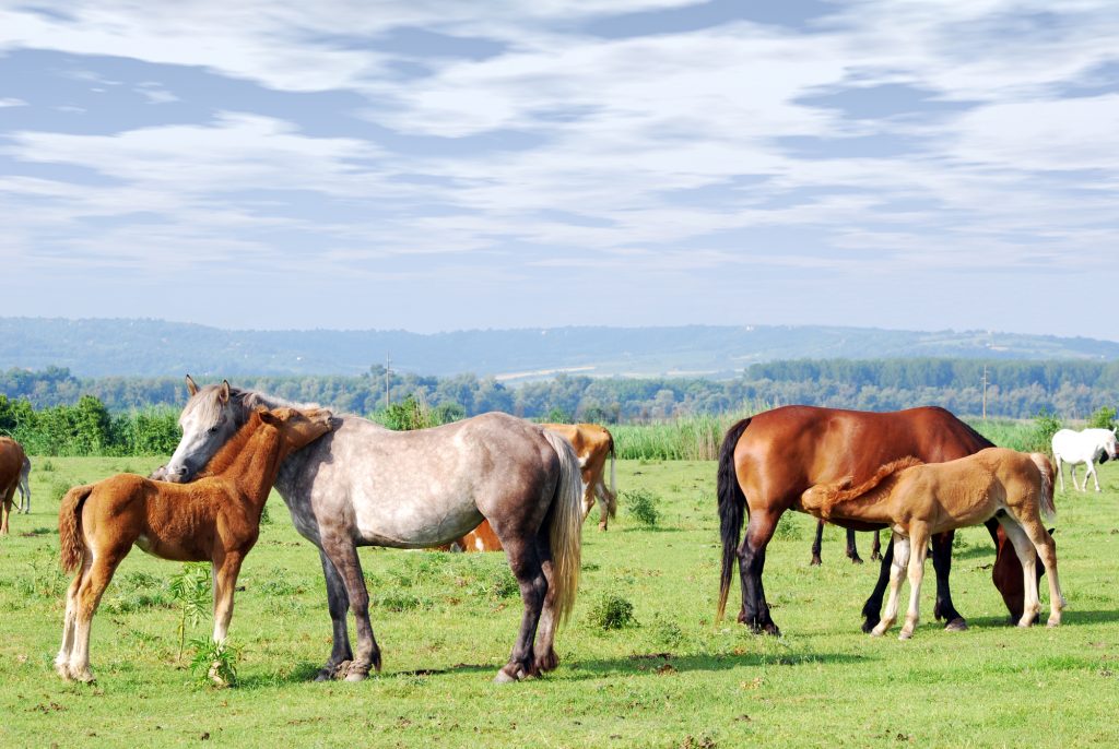 Horse Agistment and Spelling What Owners and Trainers Need to Know