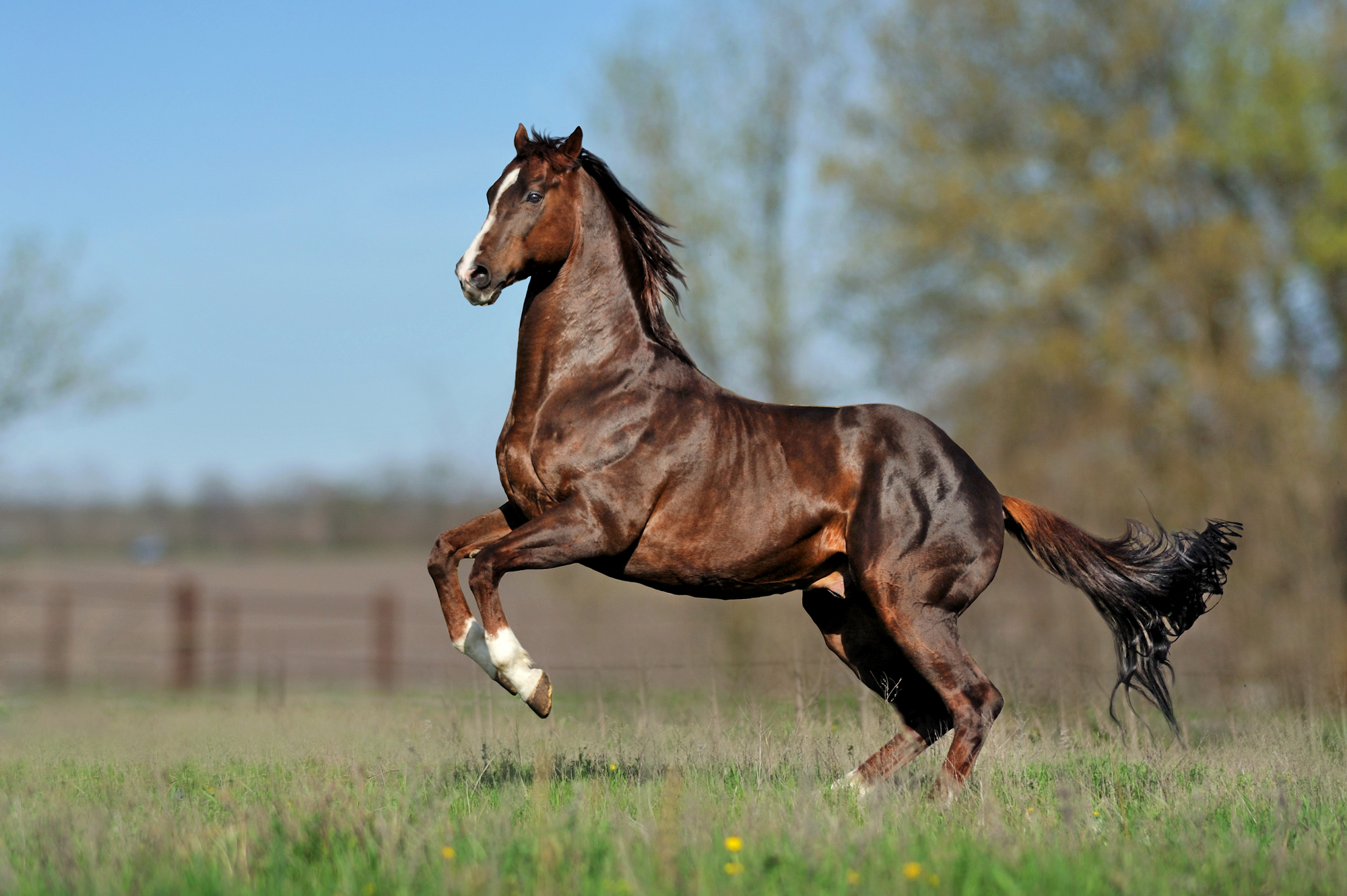 How to Choose a Sire Horse