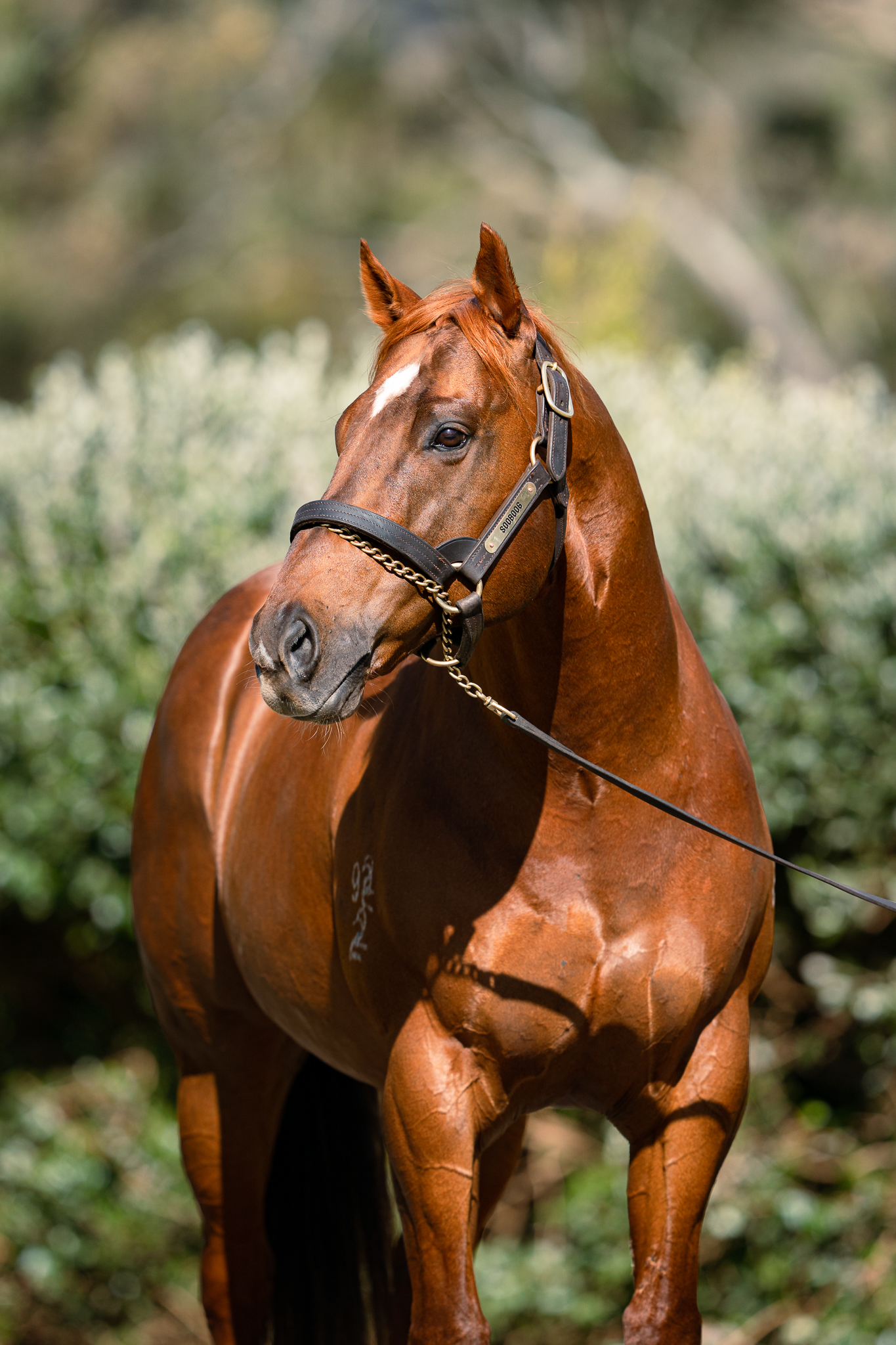 $560k Sooboog Mare Aimed at Tattersalls Tiara